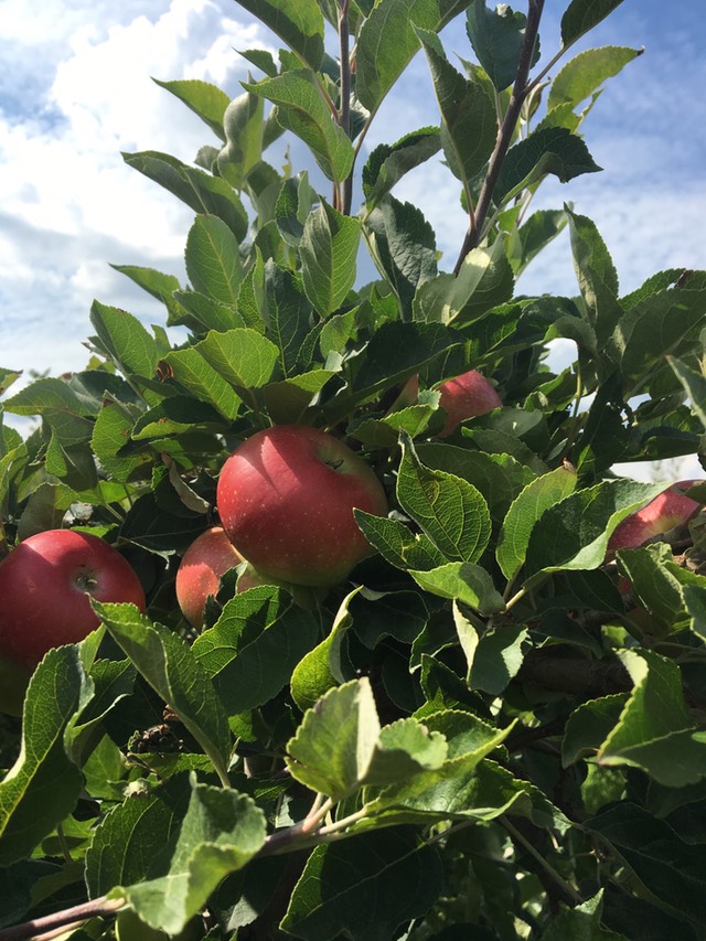 Yoga im Obstgarten - Gärtnerei Jakubek
