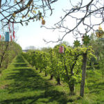 Obstbäume - Yoga im Obstgarten