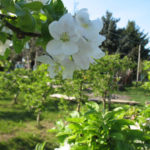 Blüte - Yoga im Obstgarten