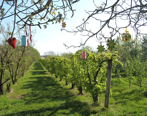 Obstbäume - Yoga im Obstgarten