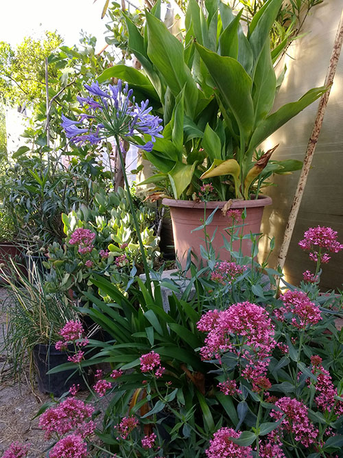 Blumen Gärtnerei Jakubek