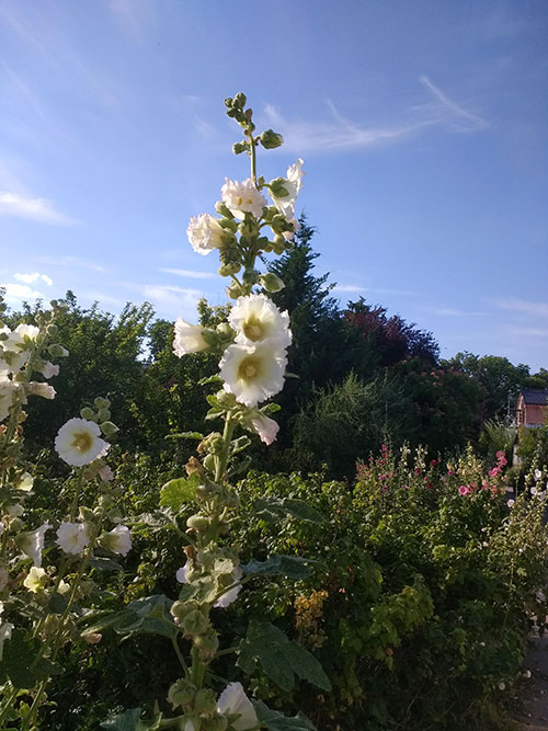 Gärtnerei Jakubek