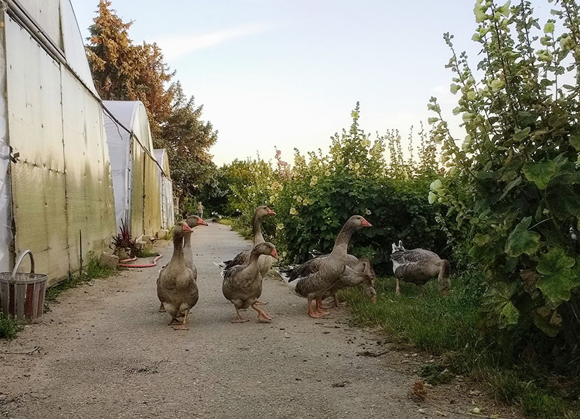 Gänse Gärtnerei Jakubek